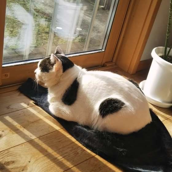 外を眺めているMIX黒×白