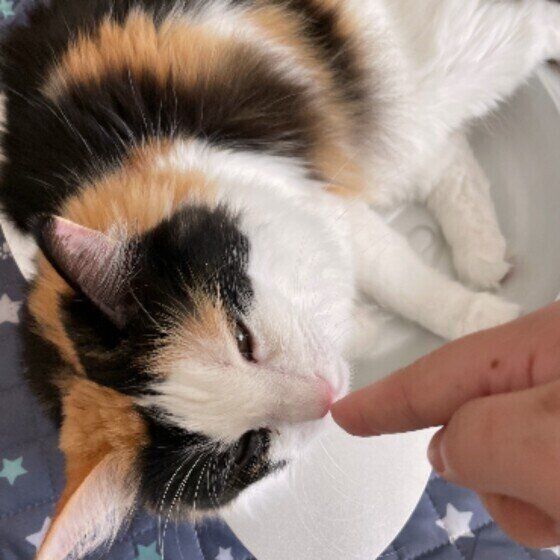 手にクンクンするみぃちゃん（MIX）