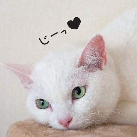 「ねこのきもち」2018年9月号