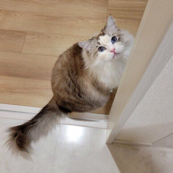 見上げるラグドール