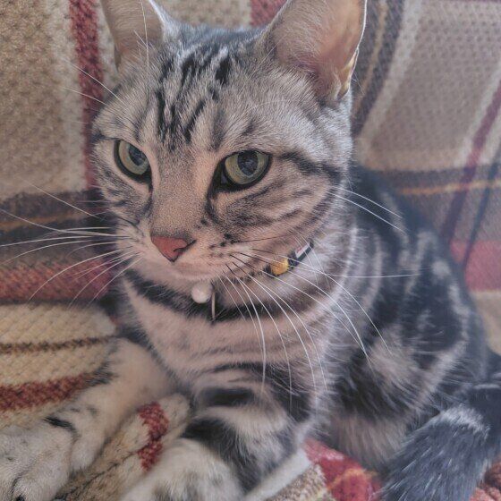 ふみふみするアメリカンショートヘア