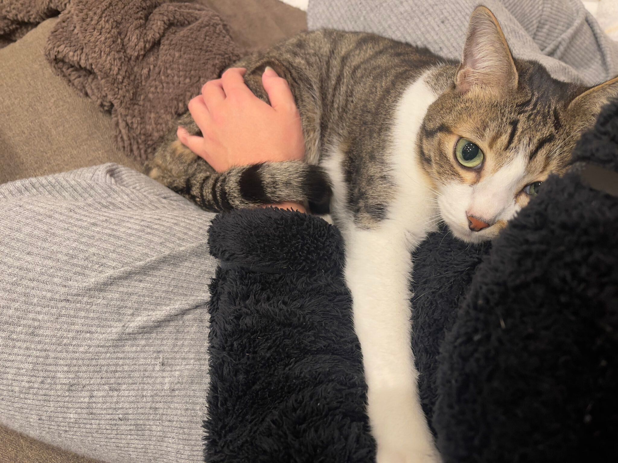 飼い主さんに抱きつく南南くん