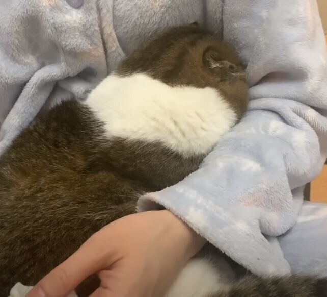 スコティッシュフォールドの背中