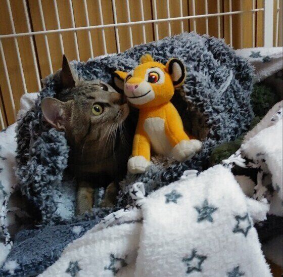 ぬいぐるみに鼻チューするキジトラ