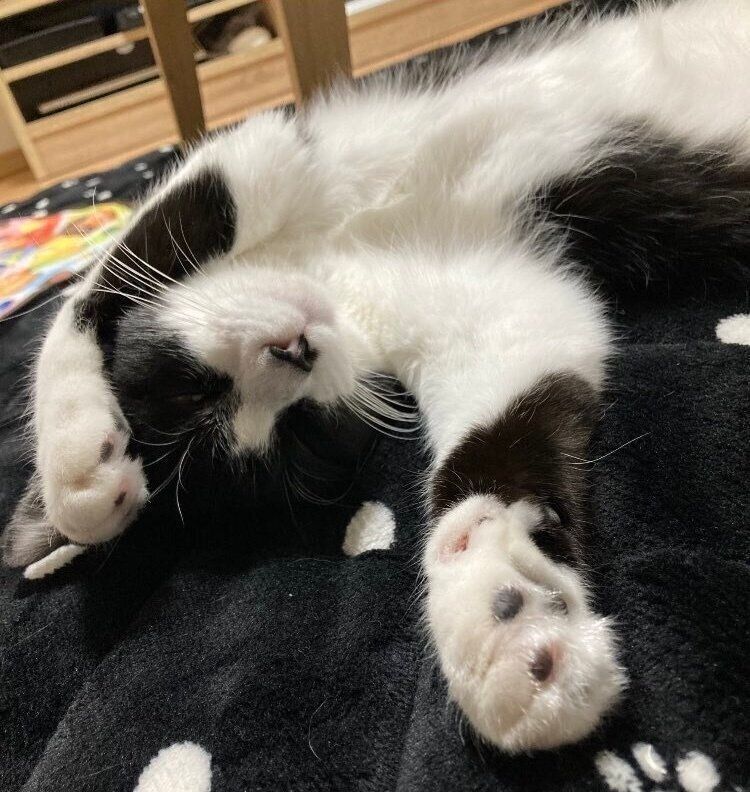 お迎えしたばかりのころの義勇くん（撮影時1才）。