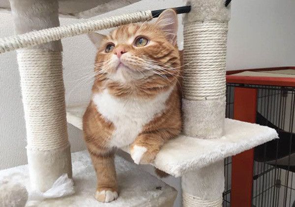 キャットタワーに登る猫