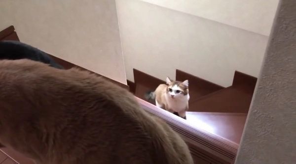 名前を呼ばれると必ずやってくる猫
