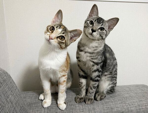 首をかしげるととまるくん、はんみちゃん