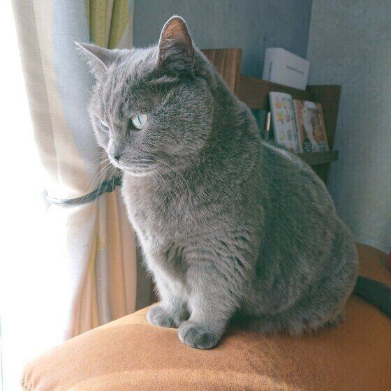 マンチカンの星羅（はちこ）ちゃん