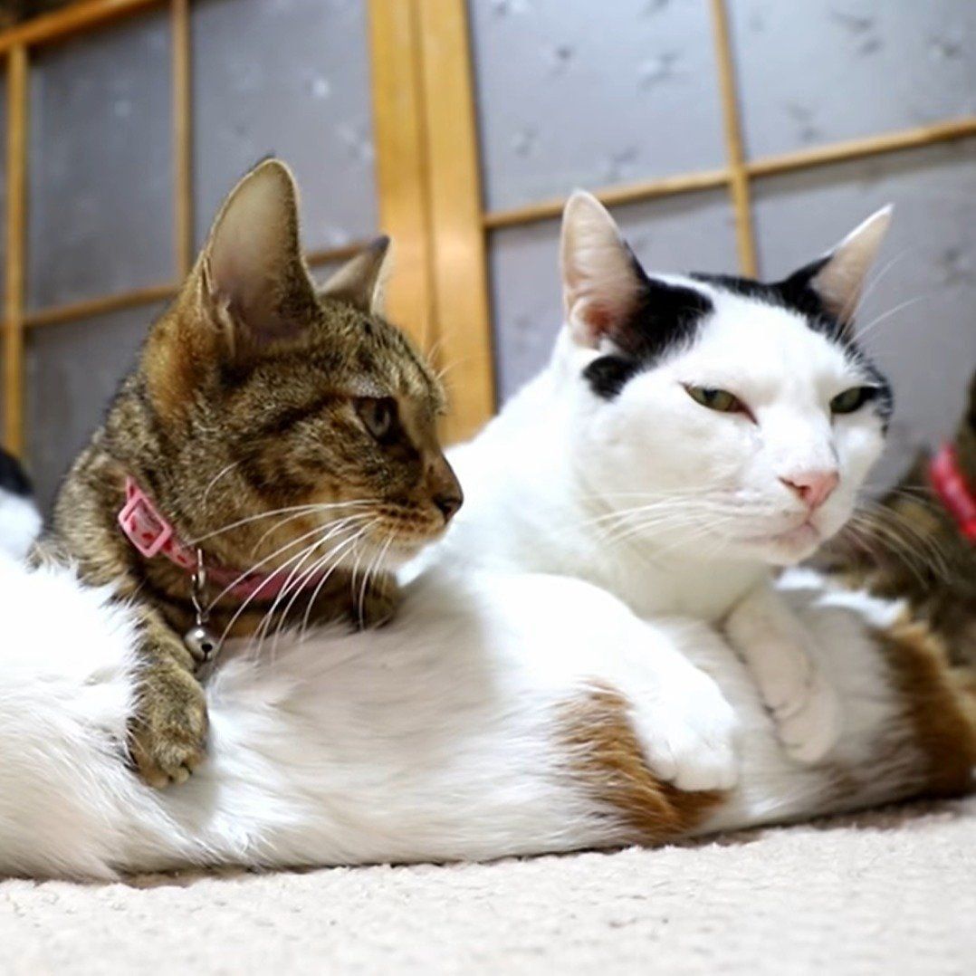 しろちゃんを枕にする猫2匹
