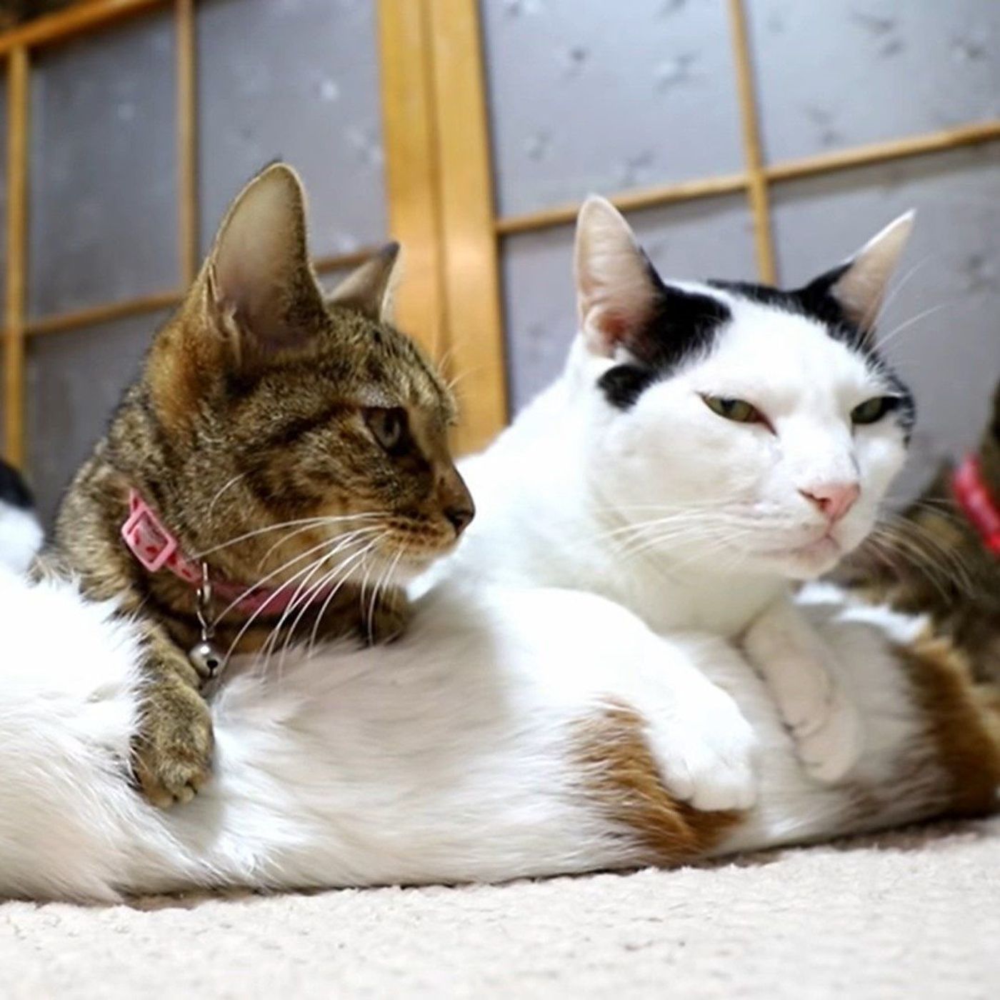 仲良く並ぶ猫2匹 クッションにのっているのかと思いきや ねこのきもちweb Magazine 仲良く並ぶ猫2匹 クッションにのっているのかと思いきや ねこのきもちweb Magazine