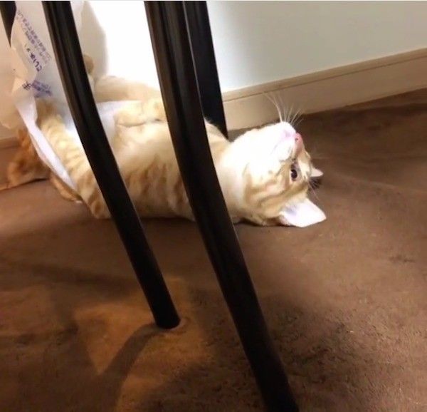 ビニール袋とたわむれる猫