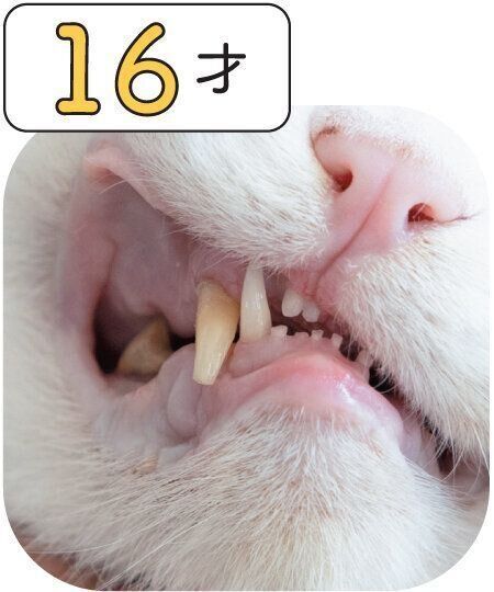 シニア猫の歯