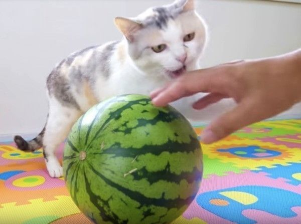 スイカ大好きニャンコ