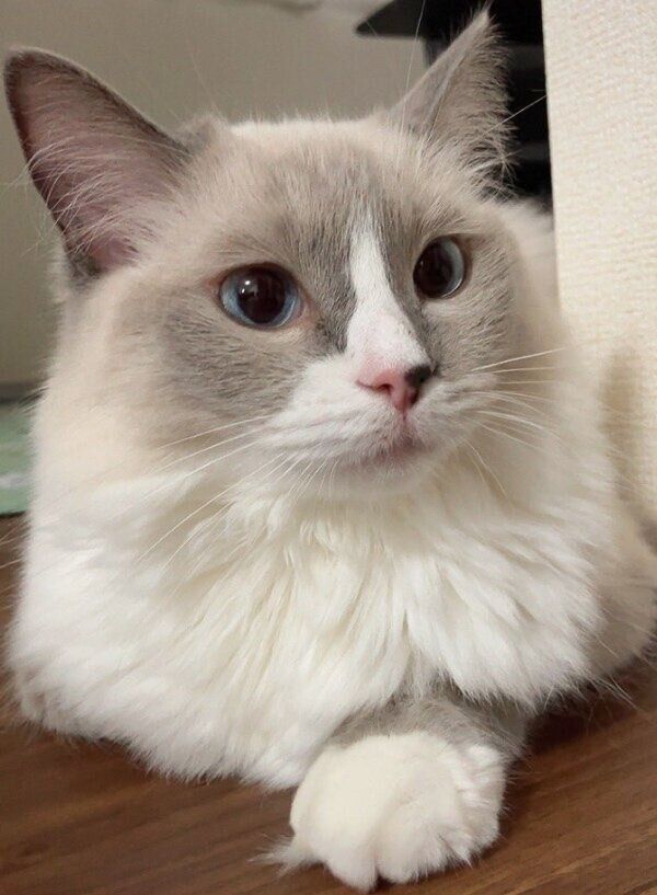 もふもふのましろちゃん