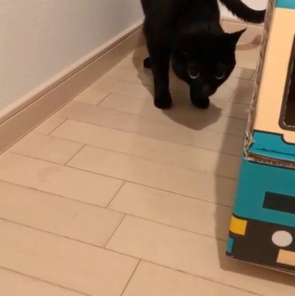 トラックを警戒する黒猫