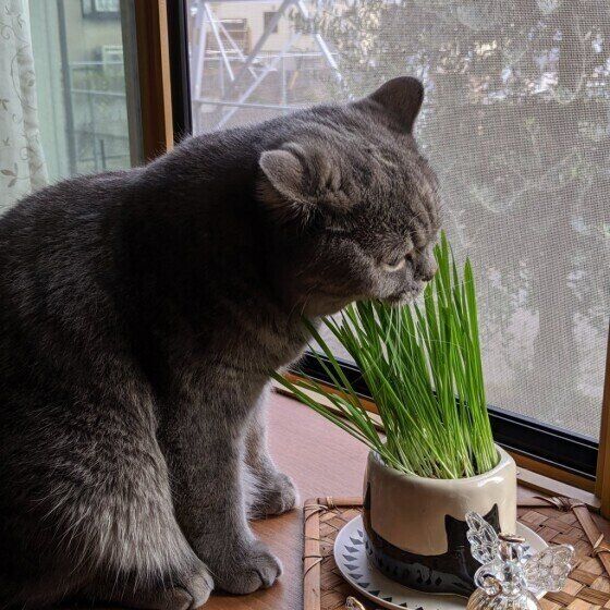 スコティッシュフォールドのりんちゃん