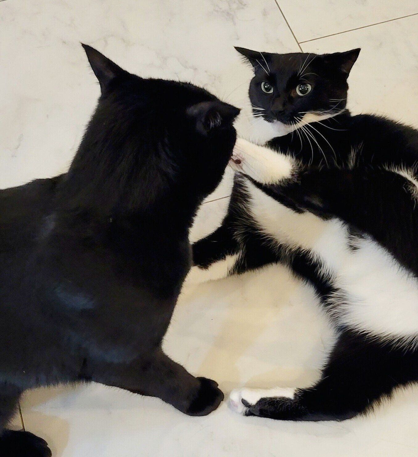 じゃれ合うシャチちゃんとモカくん