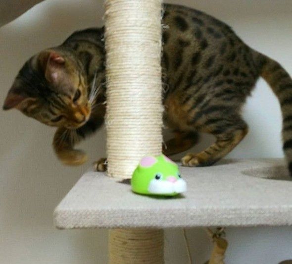 キャットタワーでねずみチョロqで遊ぶベンガル猫