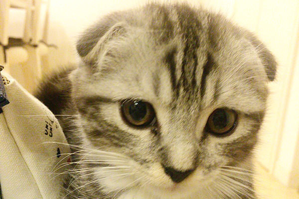 じつは少数派 目 耳 鼻などの特徴でわかる マイニャー猫 ねこのきもちweb Magazine じつは少数派 目 耳 鼻などの特徴でわかる マイニャー猫 ねこのきもちweb Magazine