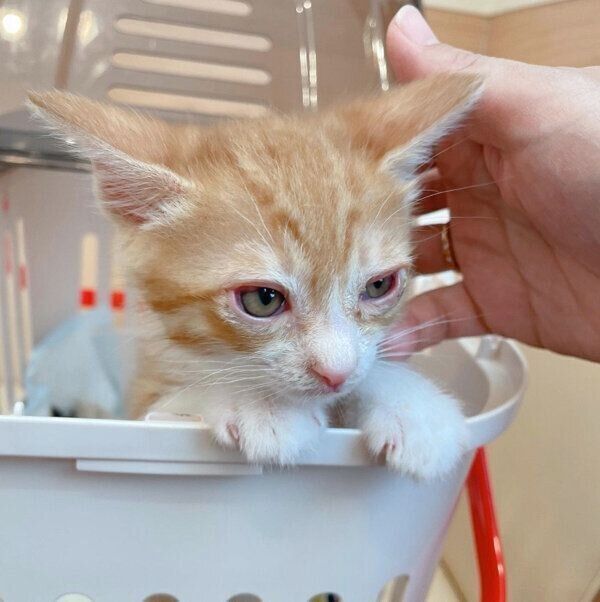 病院帰りのチャーちゃん