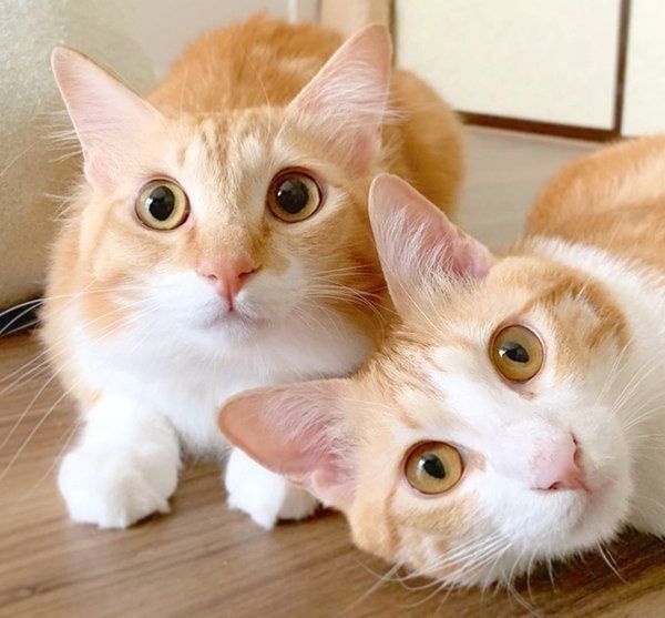 元保護猫・うりちゃんといくらちゃん