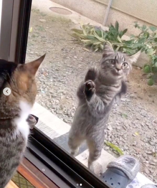 網戸越しに見つ合うきゅうちゃんと野良猫