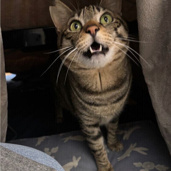 キジトラの寅次郎くん