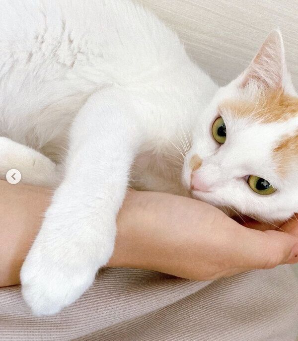 甘えるりぼんちゃん