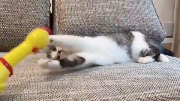 びっくりチキンと遊ぶクロエちゃん