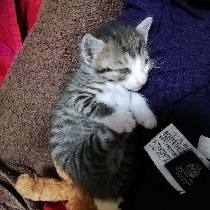 保護したばかりの頃のウルフくん