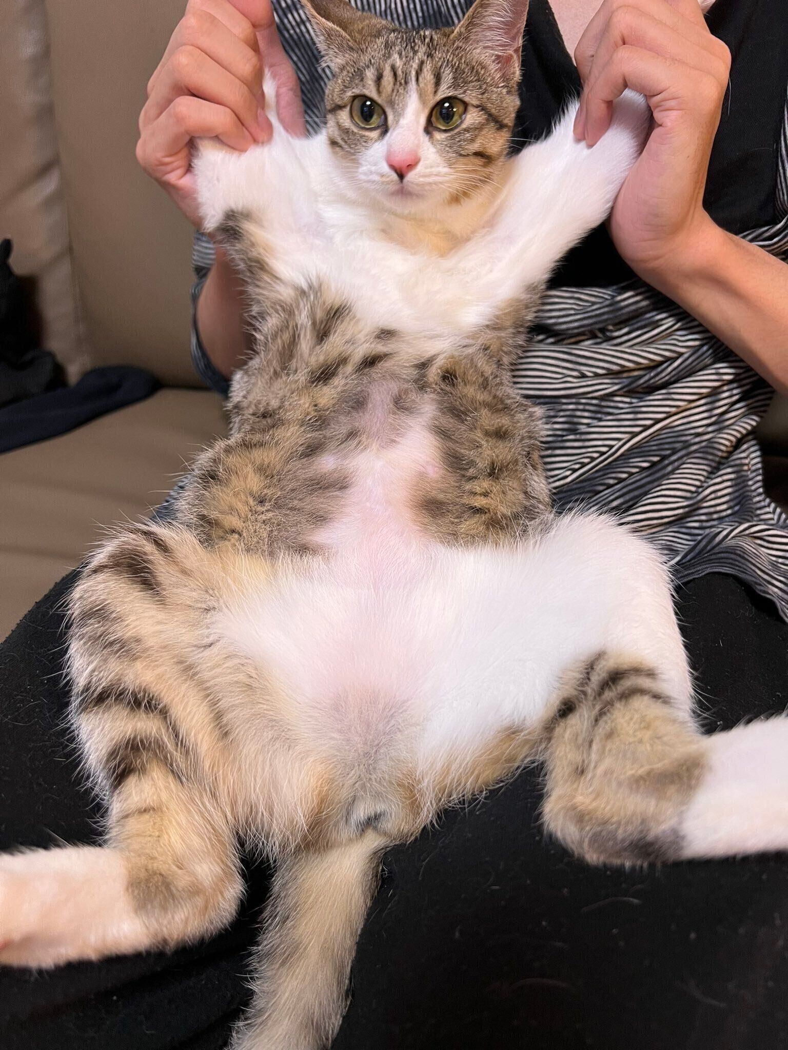 飼い主さんの膝上でくつろぐリンちゃん