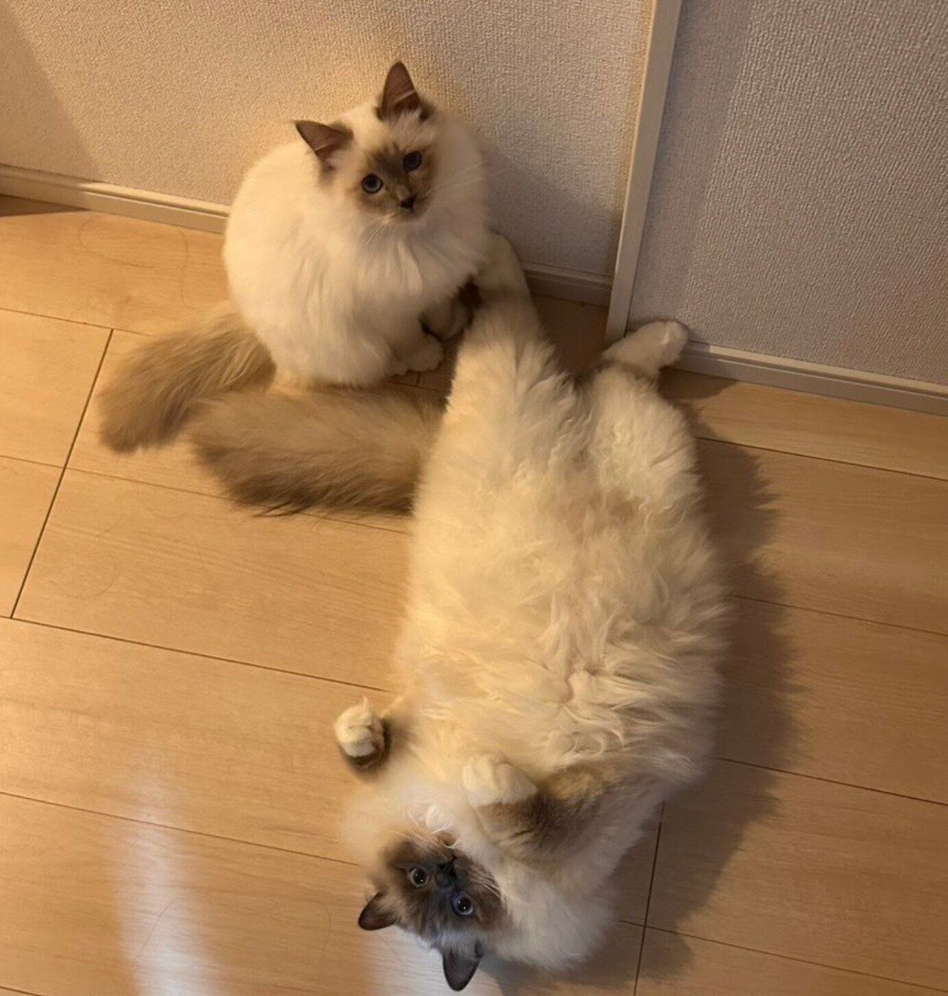 ぽんちゃんとみんちゃん