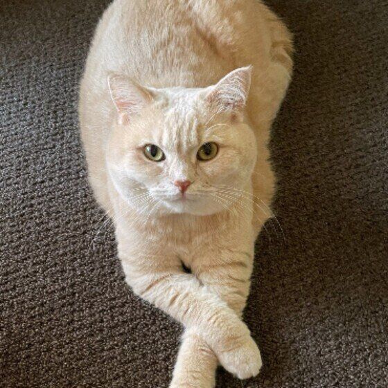 マンチカンのむぎちゃん