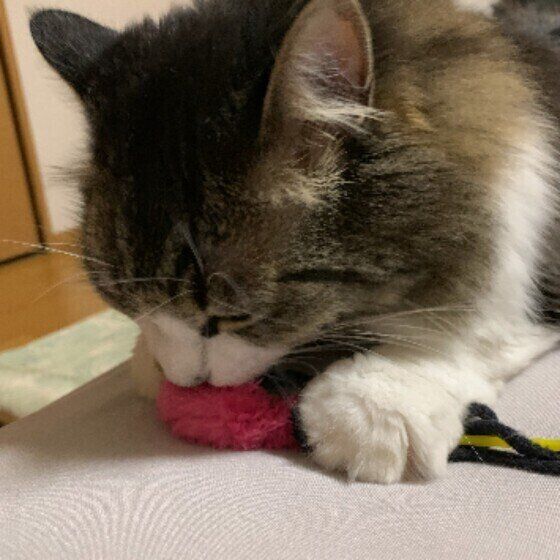 おもちゃを捕まえるレオくん（MIX）