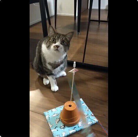 おもちゃに無反応な猫