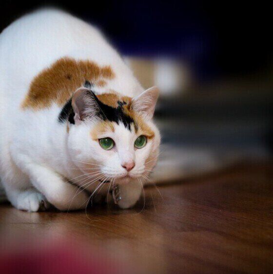 MIXミケの小梅ちゃん