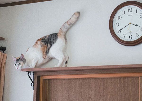 高い所に上る猫