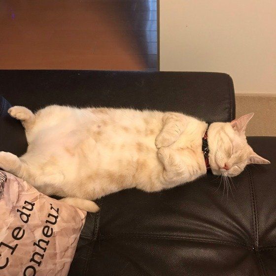 無防備な姿で眠るマンチカン