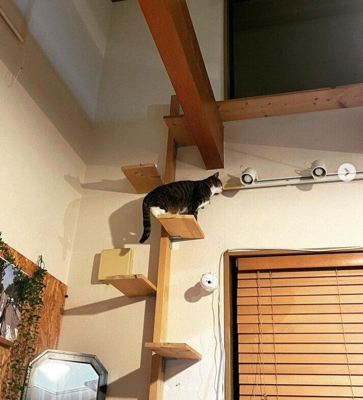 天井の柱につながる猫タワー1