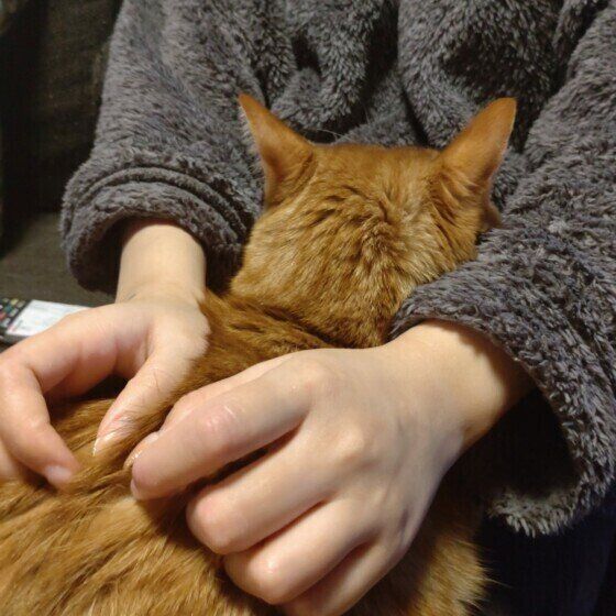 茶トラのかんかんくん