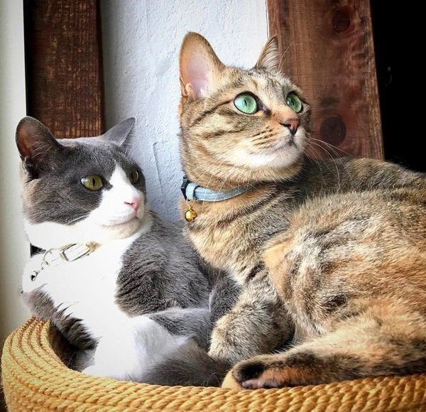 ハチワレのジェリーくんとキジトラのクーちゃん