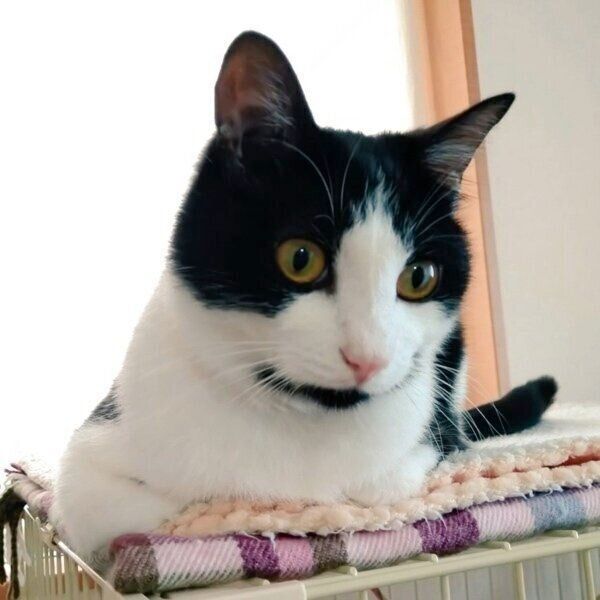 トライアルを経て家族になったエルくん