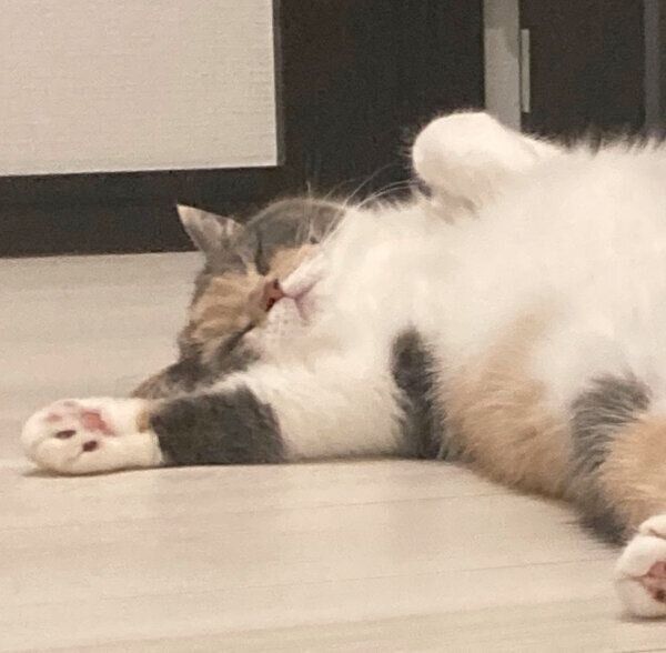 幸せそうに眠るちゃんぽんちゃん