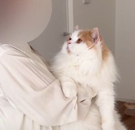 ママさんを見つめるレモンちゃん