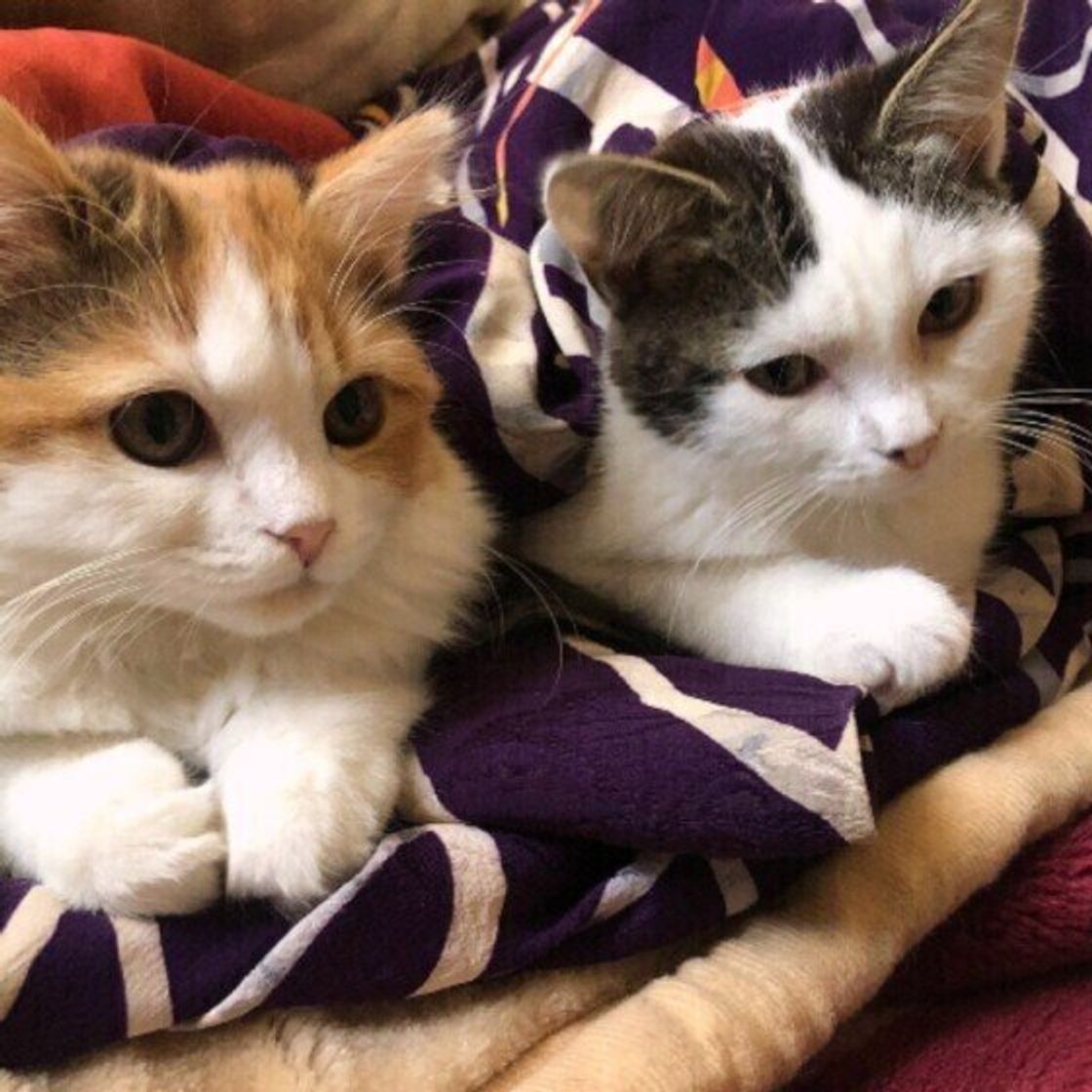 猫の名前ランキング で人気なのは 総合第1位の猫の 名づけエピソード 3選を紹介 ねこのきもちweb Magazine 猫の名前ランキング で人気なのは 総合第1位の猫の 名づけエピソード 3選を紹介 ねこのきもちweb Magazine