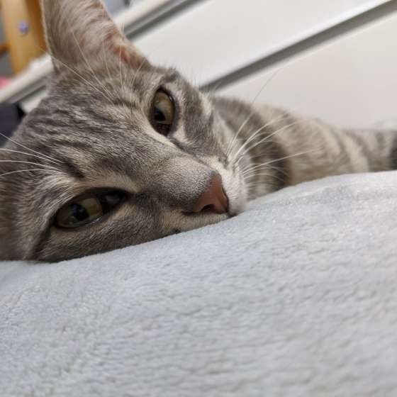 まったりするサバトラ