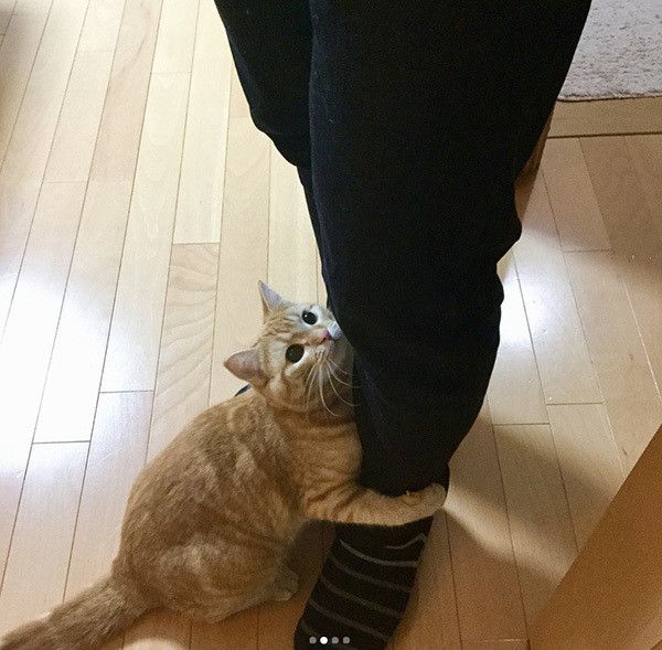 しがみつく猫