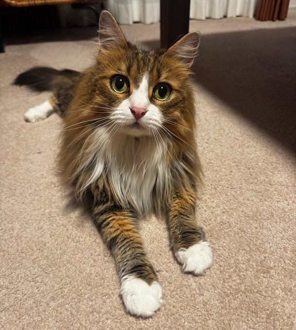 飼い主を見る8才の猫