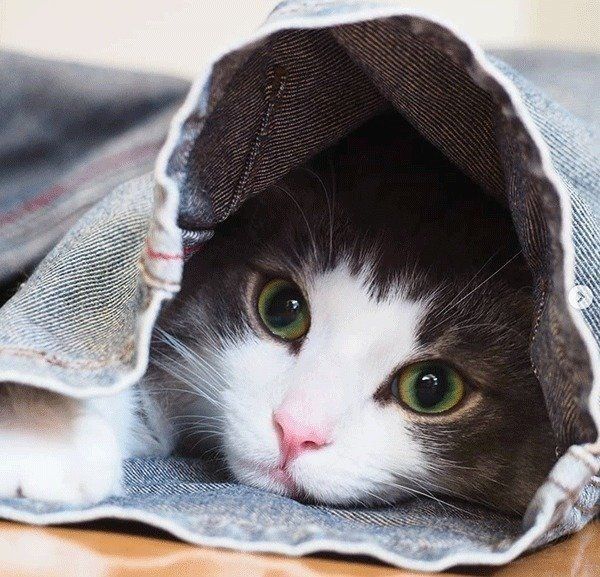 見つめるノルウェージャンフォレストキャット